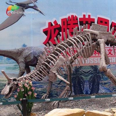 Reproducciones Tsintaosaurus de tamaño natural Sunproof esquelético del fósil de dinosaurio de la decoración del parque