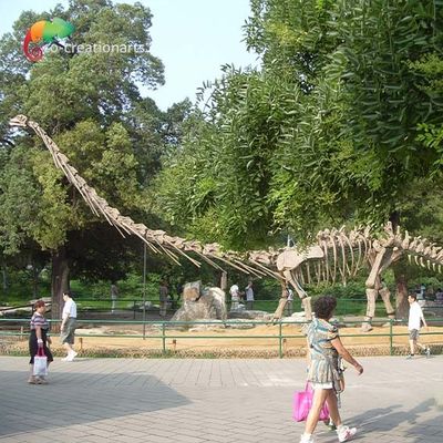 comprar Modelo de tamaño natural Skeleton Mamenchisaurus Skeleton del dinosaurio de Sunproof el 15m online manufacture