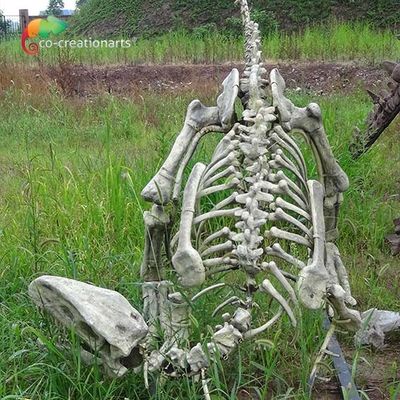 comprar Reproducciones esqueléticas del tamaño de la fibra de vidrio de los dinosaurios reales del Gasosaurus para la exhibición del museo online manufacture