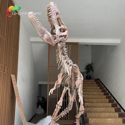 Reproducciones esqueléticas del dinosaurio impermeable de la fibra de vidrio para la exposición del museo