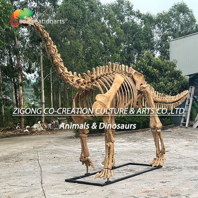 Auténtico modelo personalizado del esqueleto de dinosaurio para decoración al aire libre Replicas del esqueleto de Shunosaurus