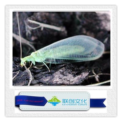comprar Insectos Robotizados Multicolor para Entretenimiento Insuperable en Parques de Atracciones online manufacture